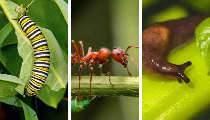 Aphids, Slugs, and Caterpillars