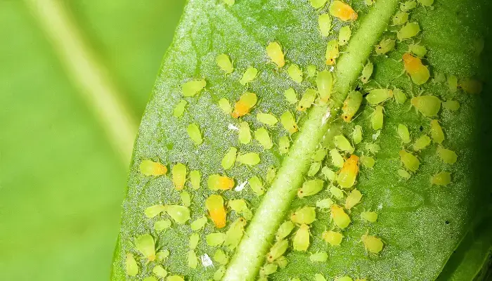 7 Easy Natural Ways to Get Rid of Aphids