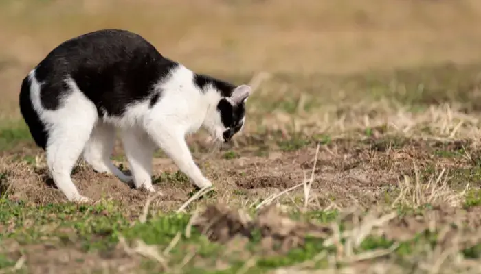 Cats digging in  ground