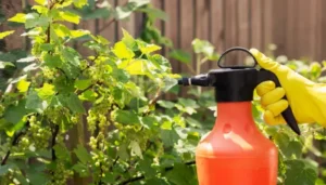 DIY Natural Pest Sprays for UK Gardens