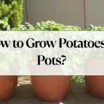 Grow Potatoes in Pots