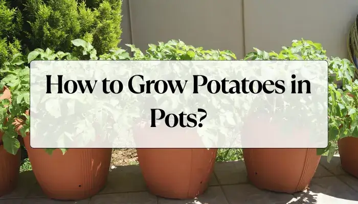Grow Potatoes in Pots
