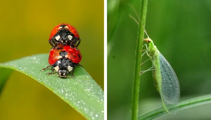 Ladybirds and Lacewings