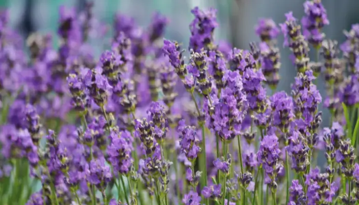 Planting Cat-Repelling Plants