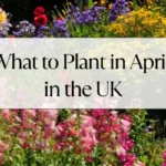 What to Plant in April in the UK