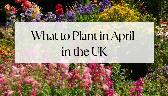 What to Plant in April in the UK