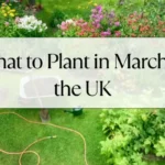 What to Plant in March in the UK