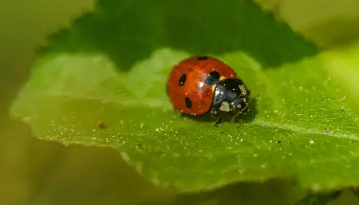 ladybird