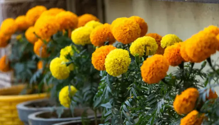 marigolds