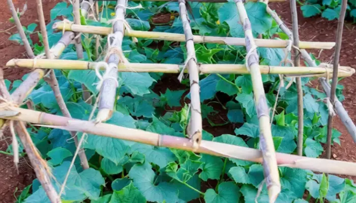A-Frame Wooden cucumber Trellis 