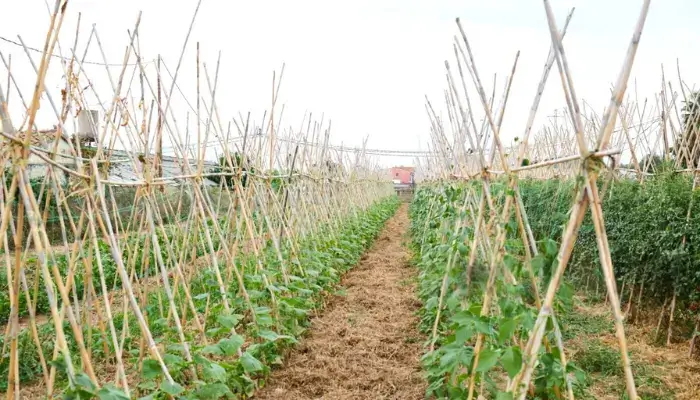 Bamboo Teepee cucumber Trellis.webp