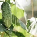 Cucumber Trellis Ideas for Raised Beds