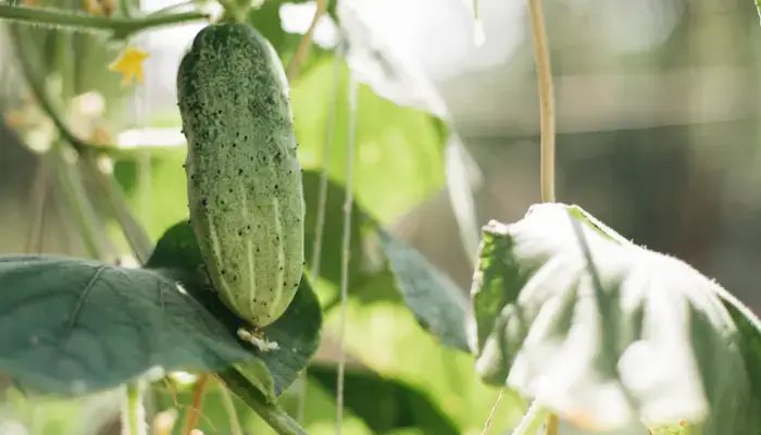 Cucumber Trellis Ideas for Raised Beds