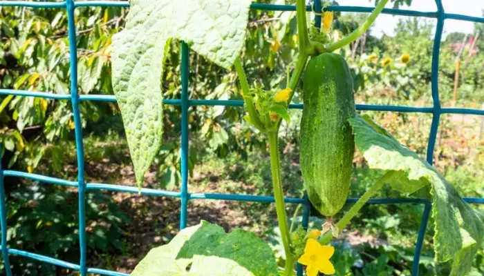 cucumber Wire Mesh Fence Trellis