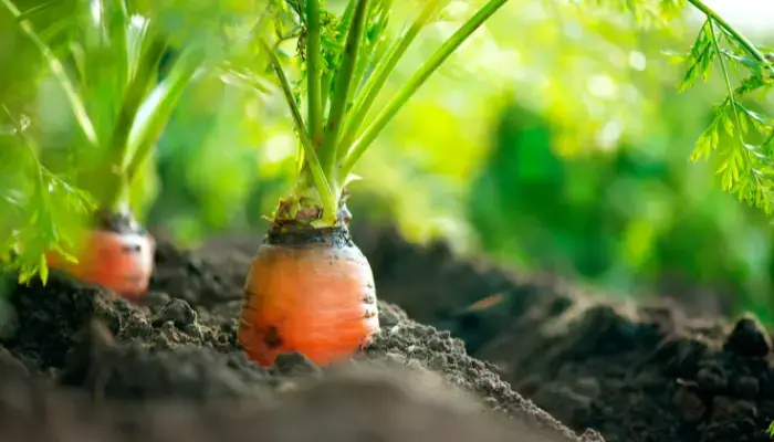 How to Grow Carrots in Containers Easily