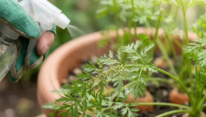 Pest & Problem Control for carrot